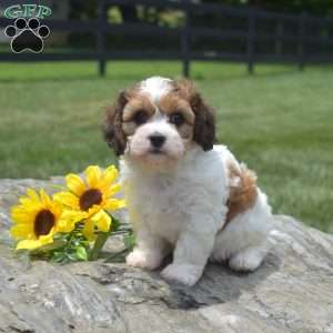 Flower, Cavachon Puppy